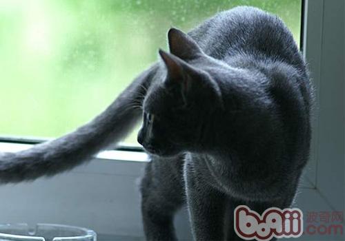 俄罗斯蓝猫 俄罗斯蓝猫