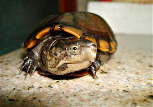 蛋龜的形態特征