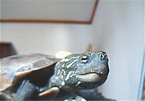 大头乌龟品种简介
