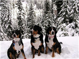 大瑞士山地犬的养护知识