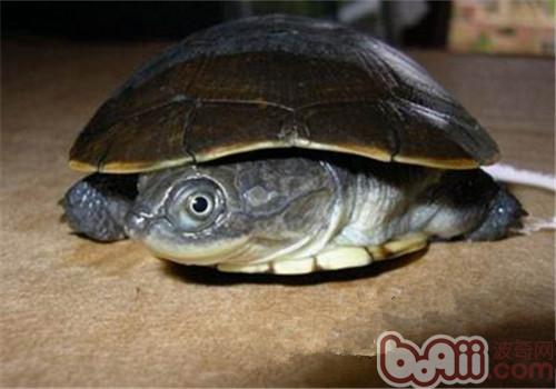 東非側頸龜的品種簡介