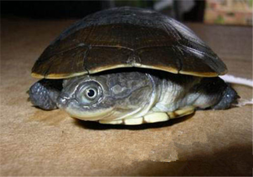 东非侧颈龟的品种简介