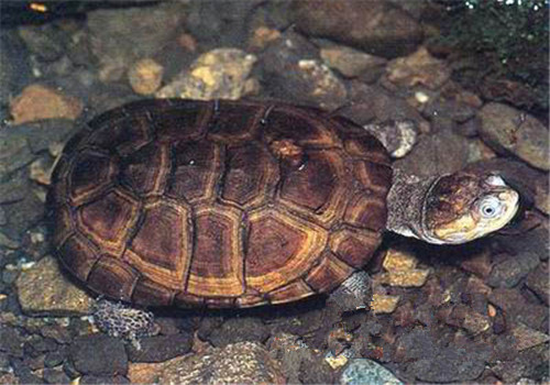 东非侧颈龟的环境布置要求