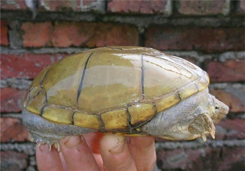 动胸龟的养护重点