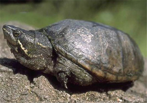 动胸龟的生活环境概述