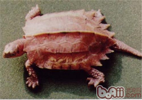 枫叶龟的形态特征