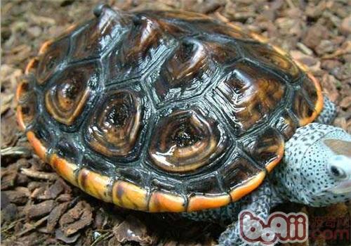 德州锦钻纹龟的品种简介