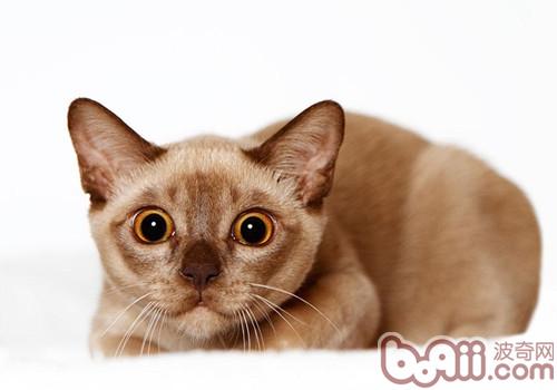 缅甸猫的养护知识|成猫饲养-波奇网百科大全