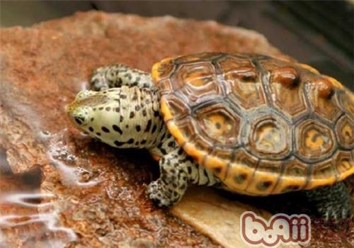 德州锦钻纹龟的养护方法