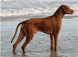 罗得西亚脊背犬的品种简介