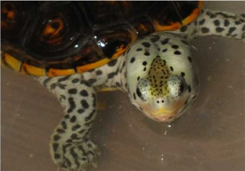 德州锦钻纹龟的形态特征及亚种区分