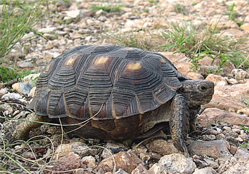 德州地鼠龟的品种简介