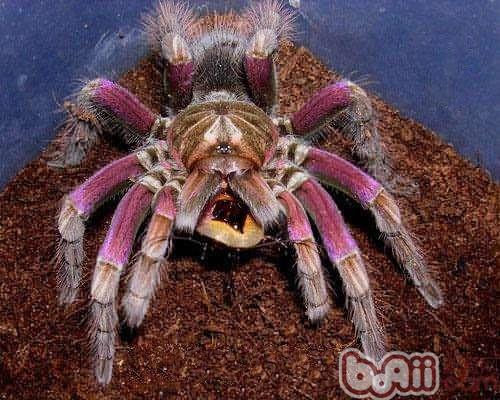 巴西粉红食鸟蛛的品种简介|爬虫品种-波奇网百科大全