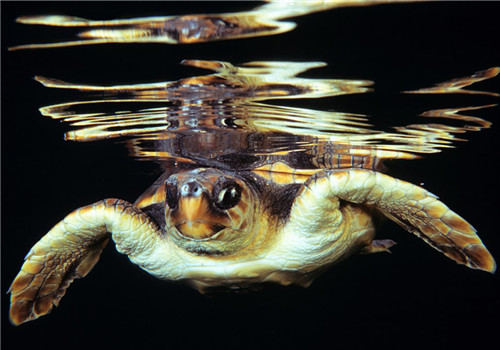大西洋蠵龜的養護重點