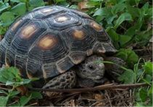 德州地鼠龟的野外生存环境