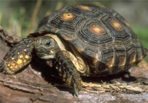 德州地鼠龟的形态特征