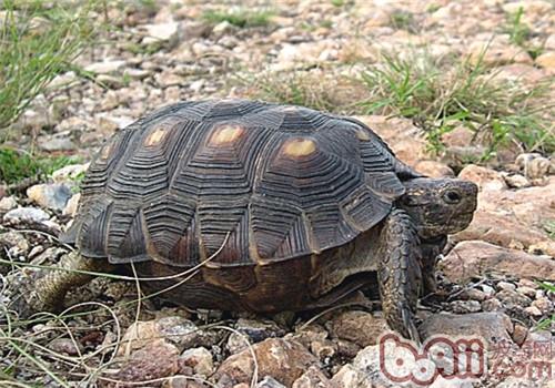 德州地鼠龟的品种简介