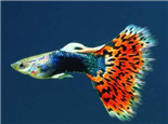常见的孔雀鱼的外形特点