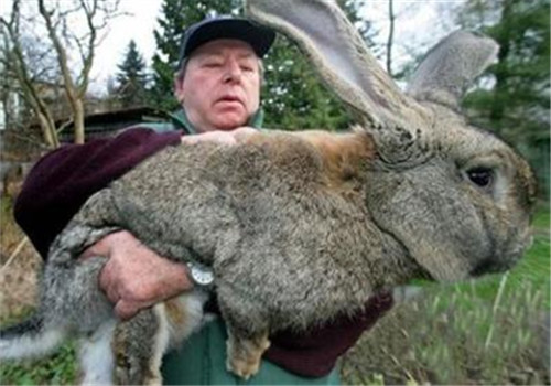 巨型花明兔的外形特点