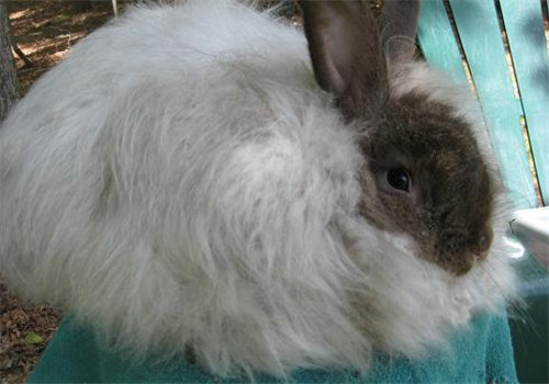 安哥拉兔的飼養及毛發的養護