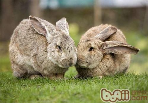 巨型花明兔的饲养方法和生活习性