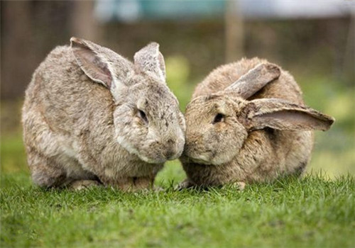 巨型花明兔的饲养方法和生活习性