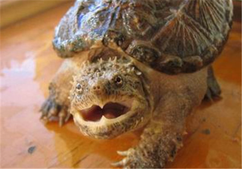 佛州拟鳄龟的品种简介