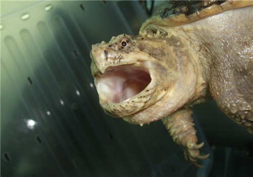 佛州拟鳄龟的外貌特征