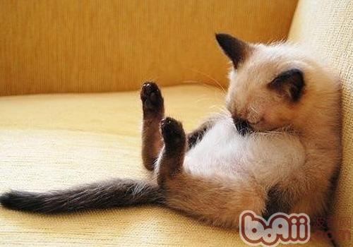 伯曼猫 伯曼猫