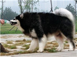阿拉斯加雪橇犬的品種簡介