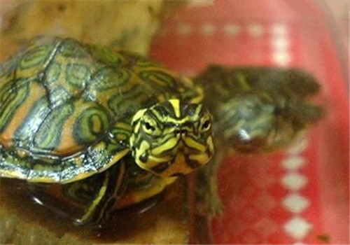 阿拉巴马红肚龟的养护方法
