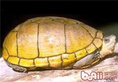 阿拉莫泥龟的生活环境