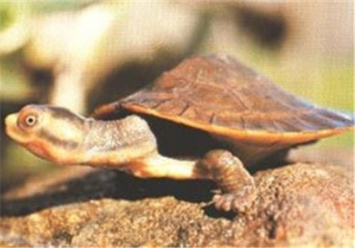 澳洲大头曲颈龟的形态特征