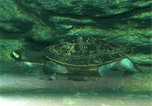 澳洲大头曲颈龟的养护方法