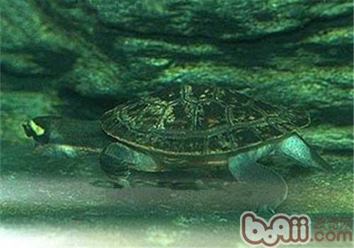 澳洲大頭曲頸龜的養護方法