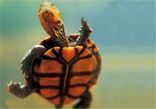 澳洲短颈龟的形态特征