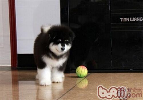 阿拉斯加犬 阿拉斯加犬