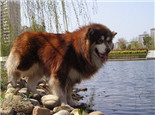 阿拉斯加雪橇犬的形态特征