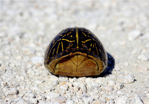 佛罗里达箱龟的养护方法