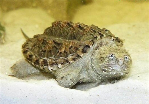 佛州拟鳄龟的环境设置