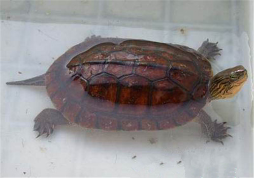 菲氏花龟的四季养护知识