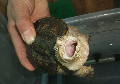 佛州拟鳄龟的喂食注意事项