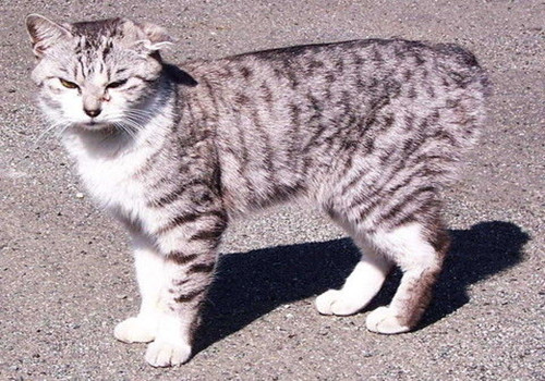 日本短尾貓的形態特征