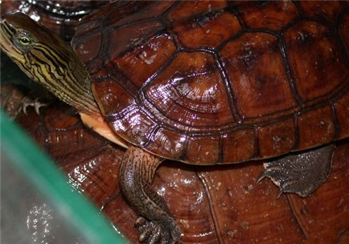 菲氏花龟的品种简介