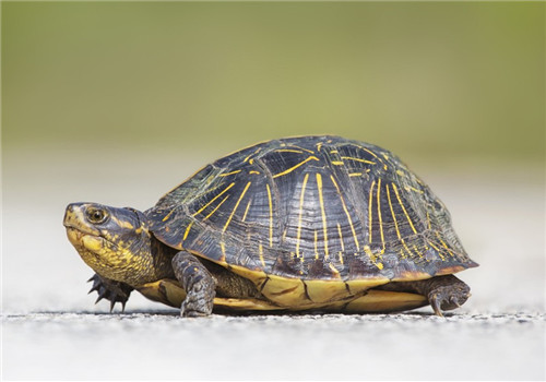 佛罗里达箱龟的外貌特征