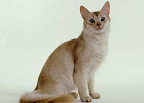 索馬里貓的形態特征