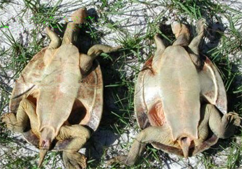 费兹洛河龟的品种简介