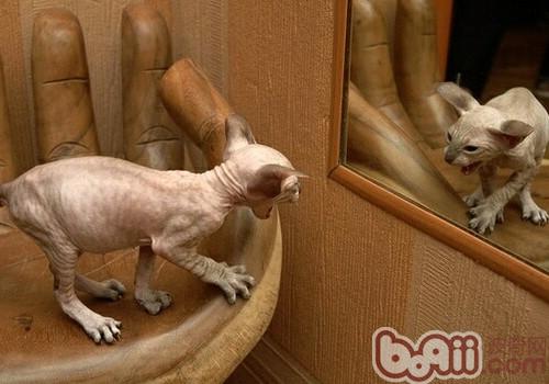 斯芬克斯猫 斯芬克斯猫