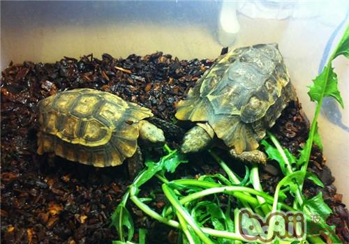 非洲折背陆龟的品种简介