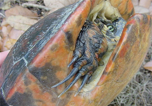 佛罗里达红肚龟的外观特征